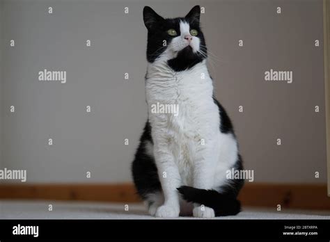 Black And White Male Cat Stock Photo Alamy