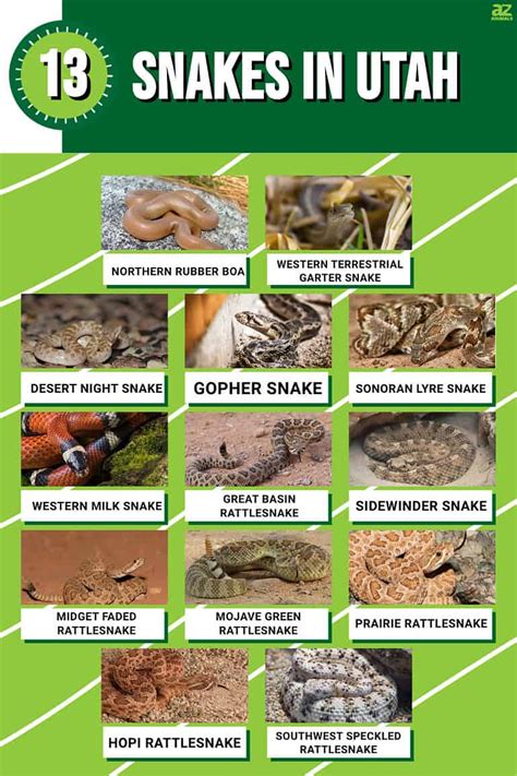 Discover These 13 Snakes In Utah A Z Animals