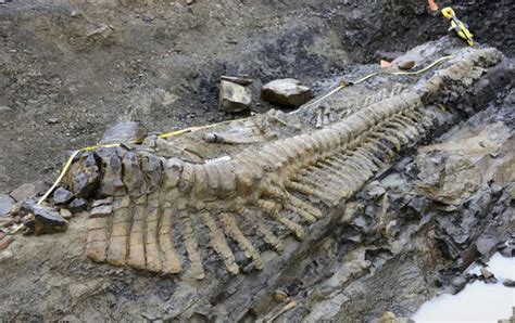 FOTOS Descubren cola de Dinosaurio en Coahuila Publimetro México