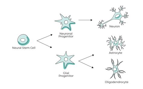 What Are Neural Stem Cells Captivate Bio