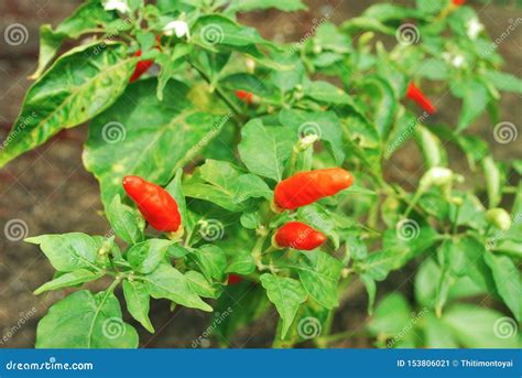 Vermelho Dos Piment Es Imagem De Stock Imagem De Pimenta