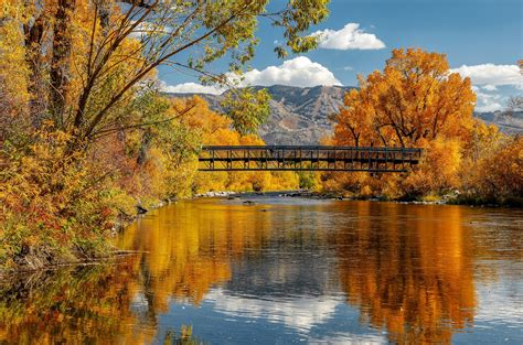 Autumn Trees And Bridge Reflecting In The Yampa River In Steamboat Springs Colorado Nature