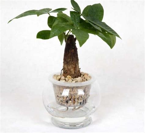 Hydroponics Method Of Money Tree The Plant Aide