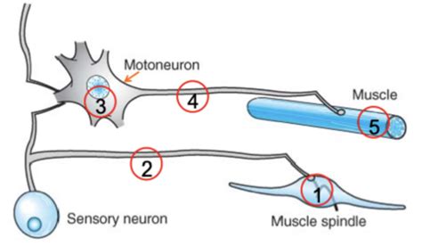 Cellular Physiology And Mebrane Biophysics Introduction Flashcards