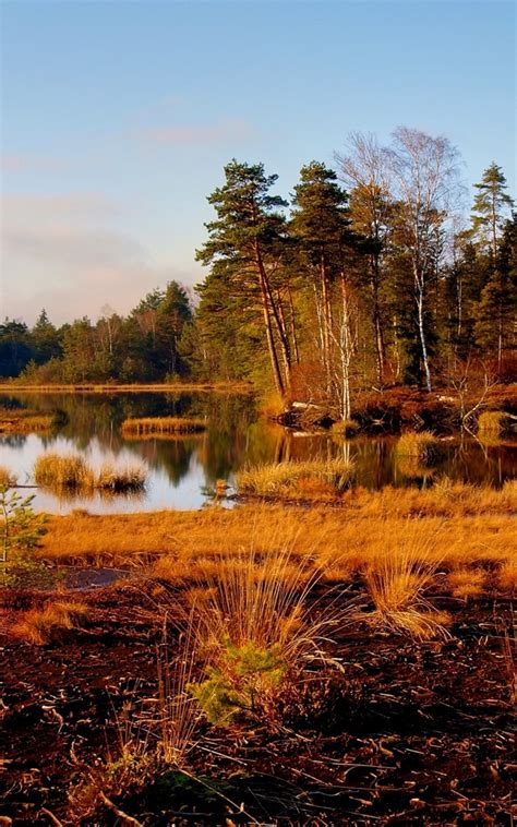 1200x1920 Grass River Trees 1200x1920 Resolution Wallpaper Hd Nature