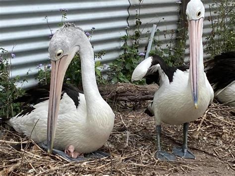 Rescue Pelican Shows His Excitement After Seeing An Egg Hatch After 6