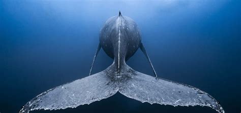 La Vid O Du Massage De La Baleine Bosse D Australie