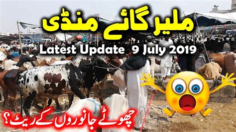 Karachi Malir Cow Mandi Latest Update 9 July 2019 Halke Bachre