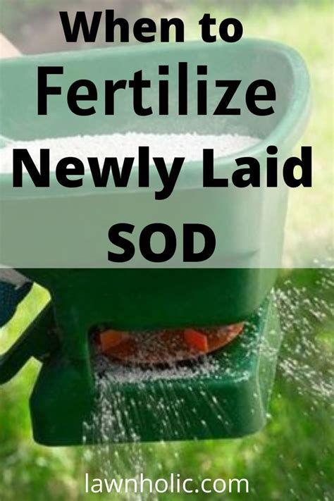 Should You Fertilize New Sod Artofit