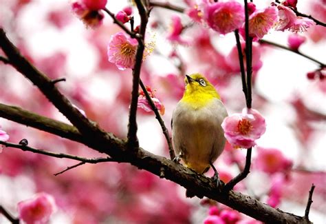 China Guizhou Guiyang Nature Bird