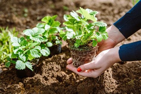 Sadzenie truskawek wiosną poradnik Kiedy i jak sadzić truskawki na