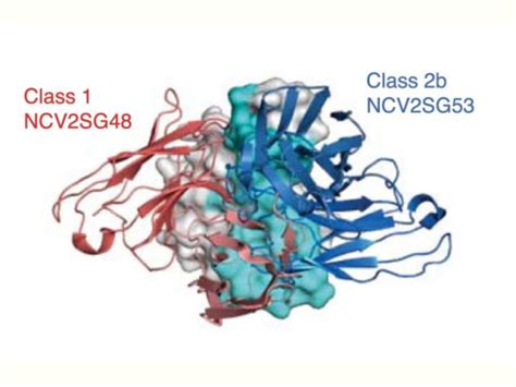 Study On Rare Antibodies Hints At Strategy Tweaks That May Future Proof