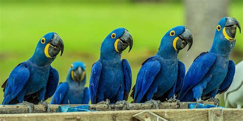 Blue Macaw Hyacinth Macaw HD Wallpaper Pxfuel