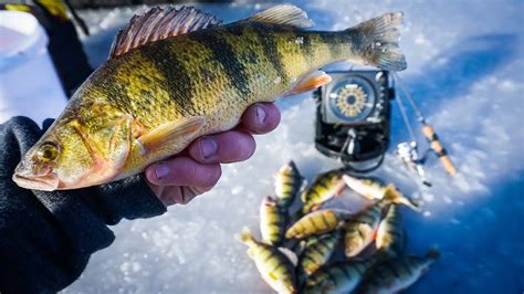 INSANE Perch Ice Fishing Winnebago Wisconsin YouTube