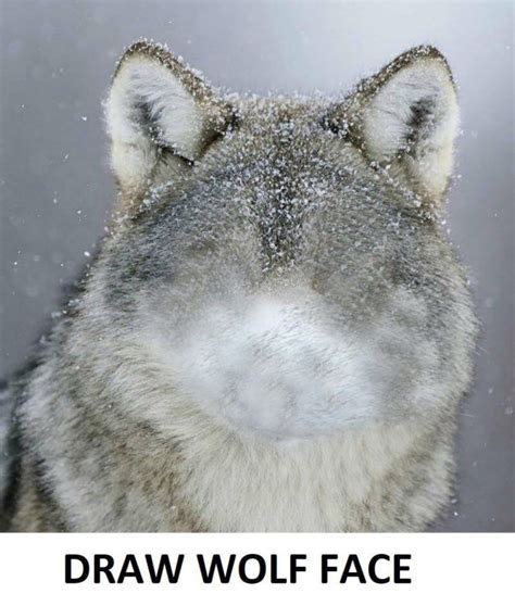 #jed the wolfdog on Tumblr