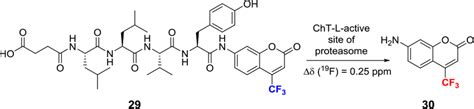 Evaluation Of Cht L Activity Of Proteasome Using A Flabeled Sensor