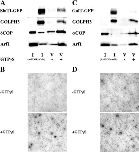 GOLPH3 And SiaTI But Not GalT Are Incorporated Into COPI Vesicles COPI