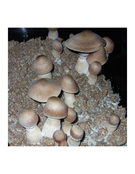 Acheter Psilocybe Cubensis Malabar Mycotek