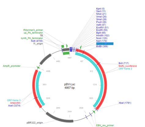 Plasmid Map | Gadgets 2018