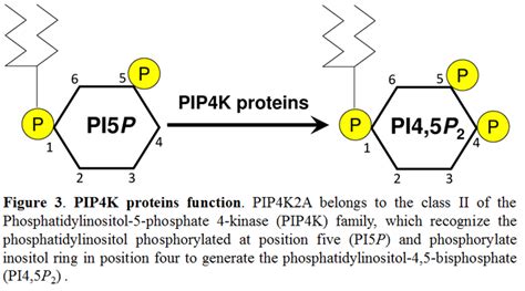 Pip K A Phosphatidylinositol Phosphate Kinase Type Ii Alpha