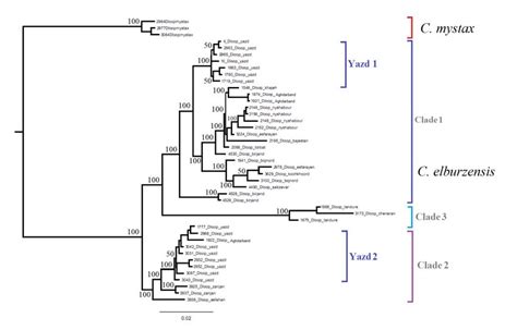 Phylogenetic Reconstruction Of C Elburzensis Based On D Loop Sequences