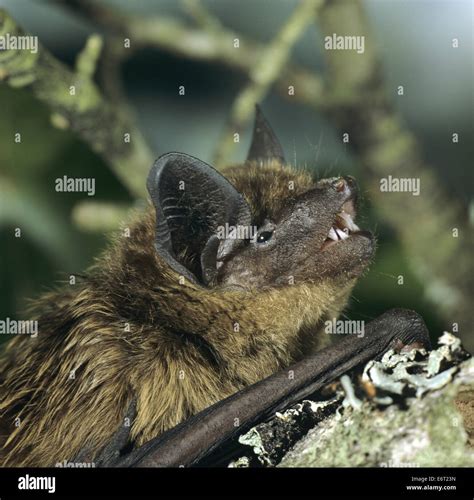 Serotine Bat - Eptesicus serotinus Stock Photo - Alamy