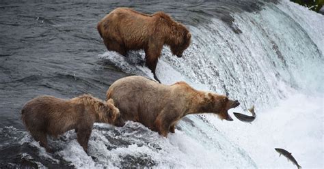 Bear Viewing - Alaska Fly Fishing Lodge | Copper River Lodge