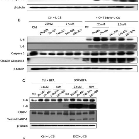 Inhibition Of The Protein Secretory Pathway Induces Senescent Cell