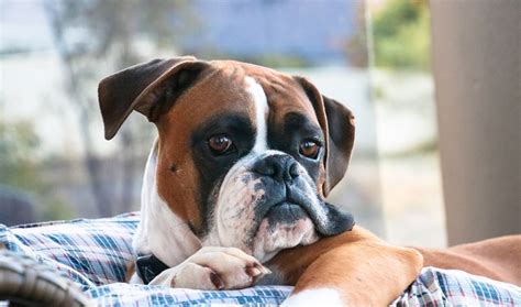 50 Celebrities and Their Beloved Boxer Dogs (with Names) | Pet Reader