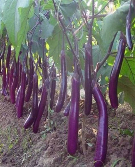 Chinese Eggplant Seeds, Purple Long Eggplant, Eggplant. Asian Eggplant ...