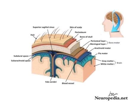 Meninges , Ventricular System and Cerebrospinal Fluid - Neuropedia