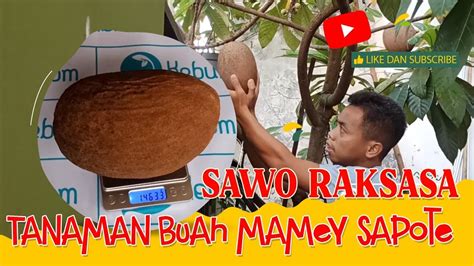 Tanaman Buah Mamey Sapote Buah Sawo Raksasa Asal Mexico Youtube