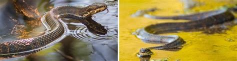 9 Types of Water Snakes Found in Indiana! (ID Guide) - Bird Watching HQ