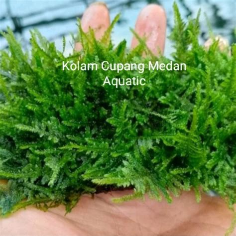 Jual Lempeng Peacock Moss Full Air Shopee Indonesia