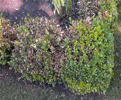 How to Prevent Boxwood Blight - Tree Topics