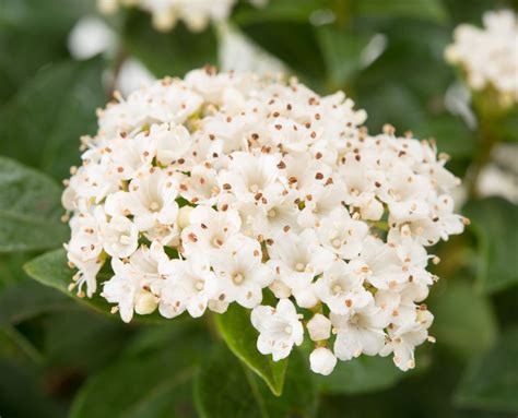 Viburnum Tinus Lorbeer Schneeball Jetzt G Nstig Online Kaufen Bei