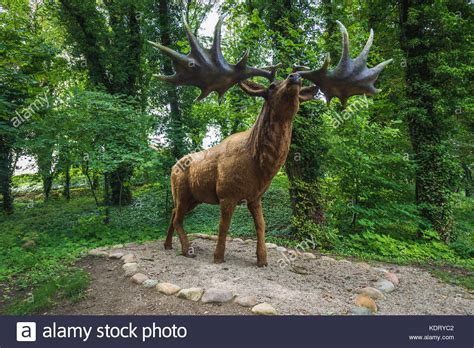 Irish Elk Wild Deer Association Of Ireland