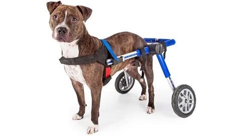 7 Best Dog Wheelchair for Back Legs to Help with Mobility (2020 Review)