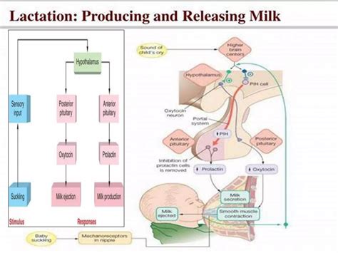 Exclusive Breastfeeding Pptx