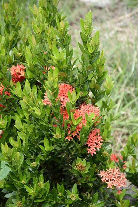 Red Ixora Coccinea Flower Stock Photo Image Of Beauty