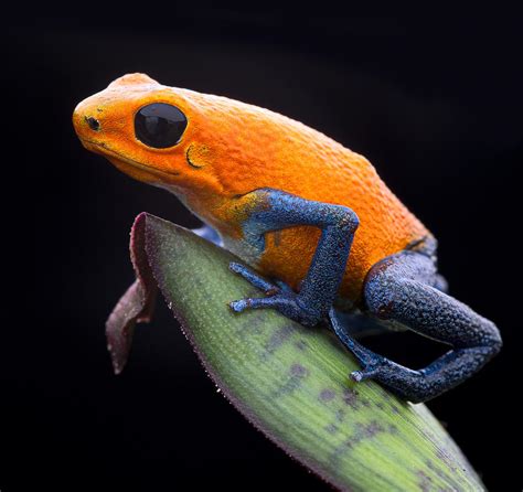 Orange Strawberry Poison Dart Frog Photograph By Dirk Ercken Fine Art