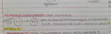 Ch 13 Meiosis Sexual Life Cycles Flashcards Quizlet