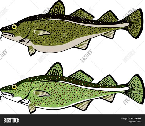 Free clip cod fish, Download Free clip cod fish png images, Free ClipArts on Clipart Library