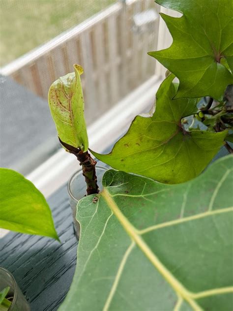 All About Fiddle Leaf Fig Propagation Including Propagating From A Branch Or A Stem Also Learn