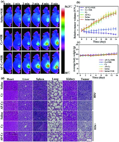 A Ir Thermal Images Of T Tumor Bearing Mice Under Nm Laser