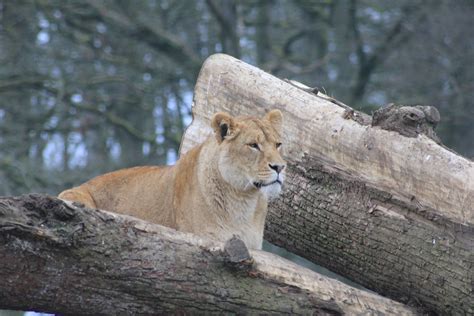 Free Images Animal Wildlife Zoo Fauna Lion Lioness Trees Big