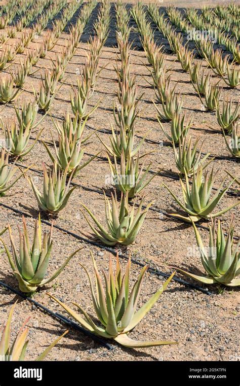 Field With Aloe Vera Plants Fuerteventura Canary Islands Spain