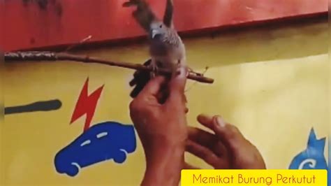 Mikat Burung Perkutut Di Pinggir Jalan Raya Emang Bisa Dapet Cek