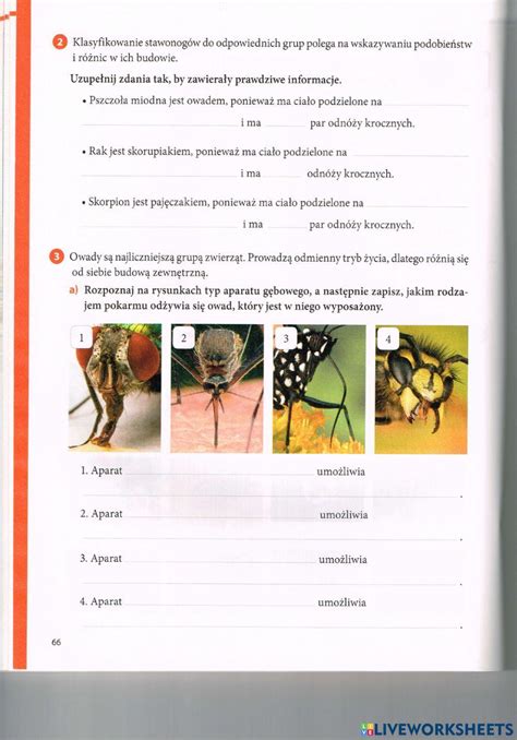 Sprawdzian Biologia Stawonogi I Mięczaki Margaret Wiegel