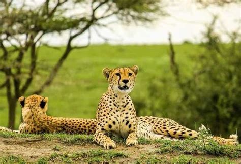 8 Days Masai Mara Amboseli And Diani Beach Safari — Kenya Safaris